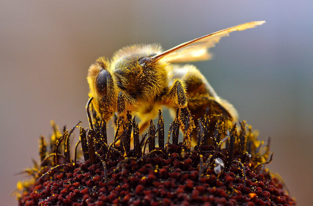 Comment attirer les abeilles?
